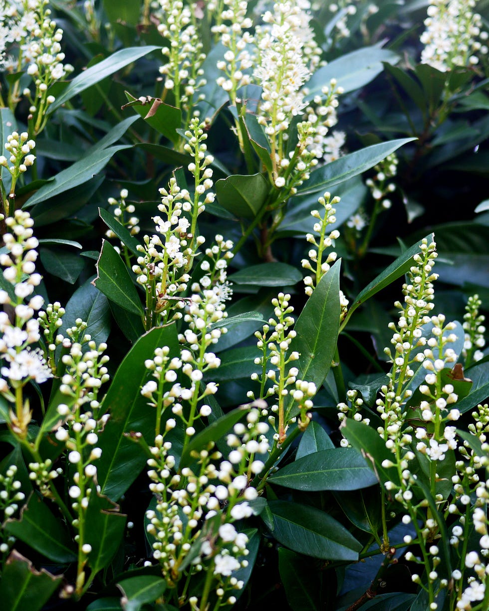 floral pattern, flowering cherry laurel, full frame