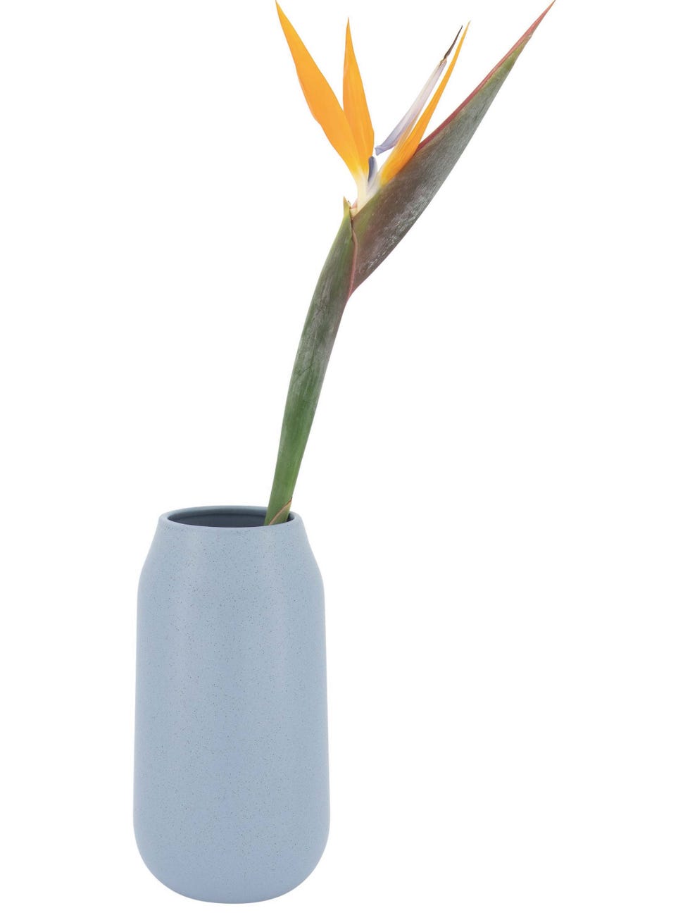 Jarrón azul con una flor del paraíso
