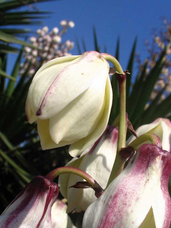 yuca en flor