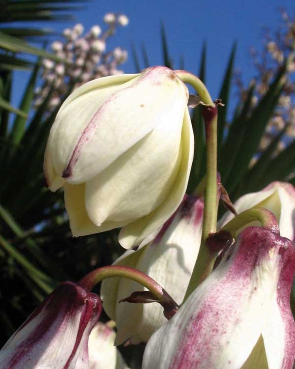 yuca en flor