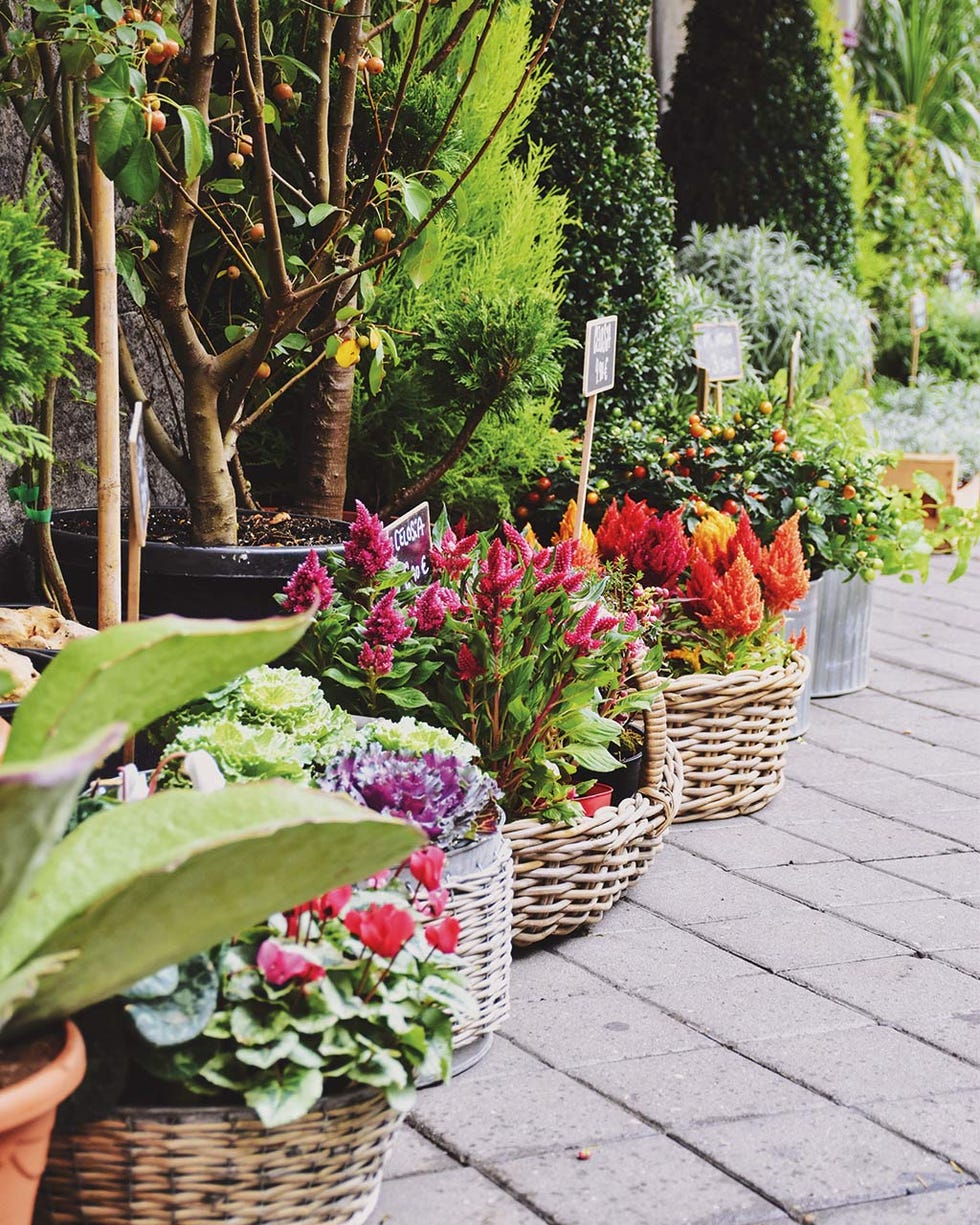plantas 
