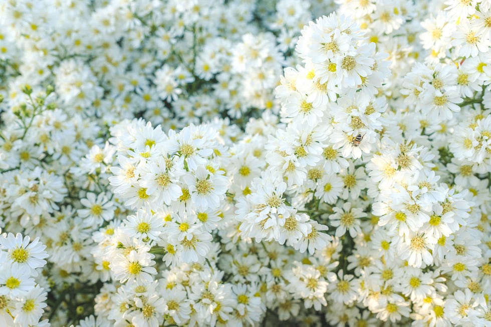 perfumes flores blancas