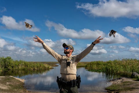In Florida worden jaarlijks duizenden zangvogels tijdens hun trek gevangen om aan de grote vraag op de illegale markt te voldoen Het duurt soms weken voordat de vleugels van in beslag genomen vogels weer zodanig zijn hersteld dat de dieren kunnen vliegen Op deze foto laat medewerker Antonio Dominguez van de Florida Fish and Wildlife Conservation Commision twee roodborstkardinalen vrij