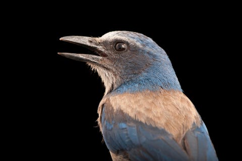 Struikgaai De struikgaai is de enige vogelsoort die inheems is in Florida Veel van zijn habitat wordt gerooid ten behoeve van de landbouw en projectontwikkelingen waardoor de soort nu kwetsbaar is voor uitsterving