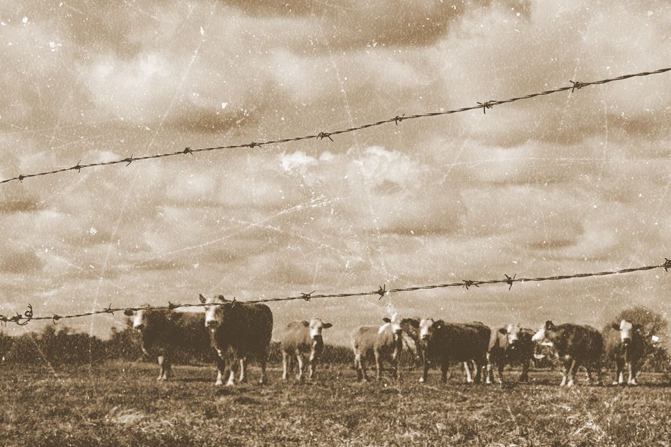 Foto antigua de ganado a lo largo del rancho del río.