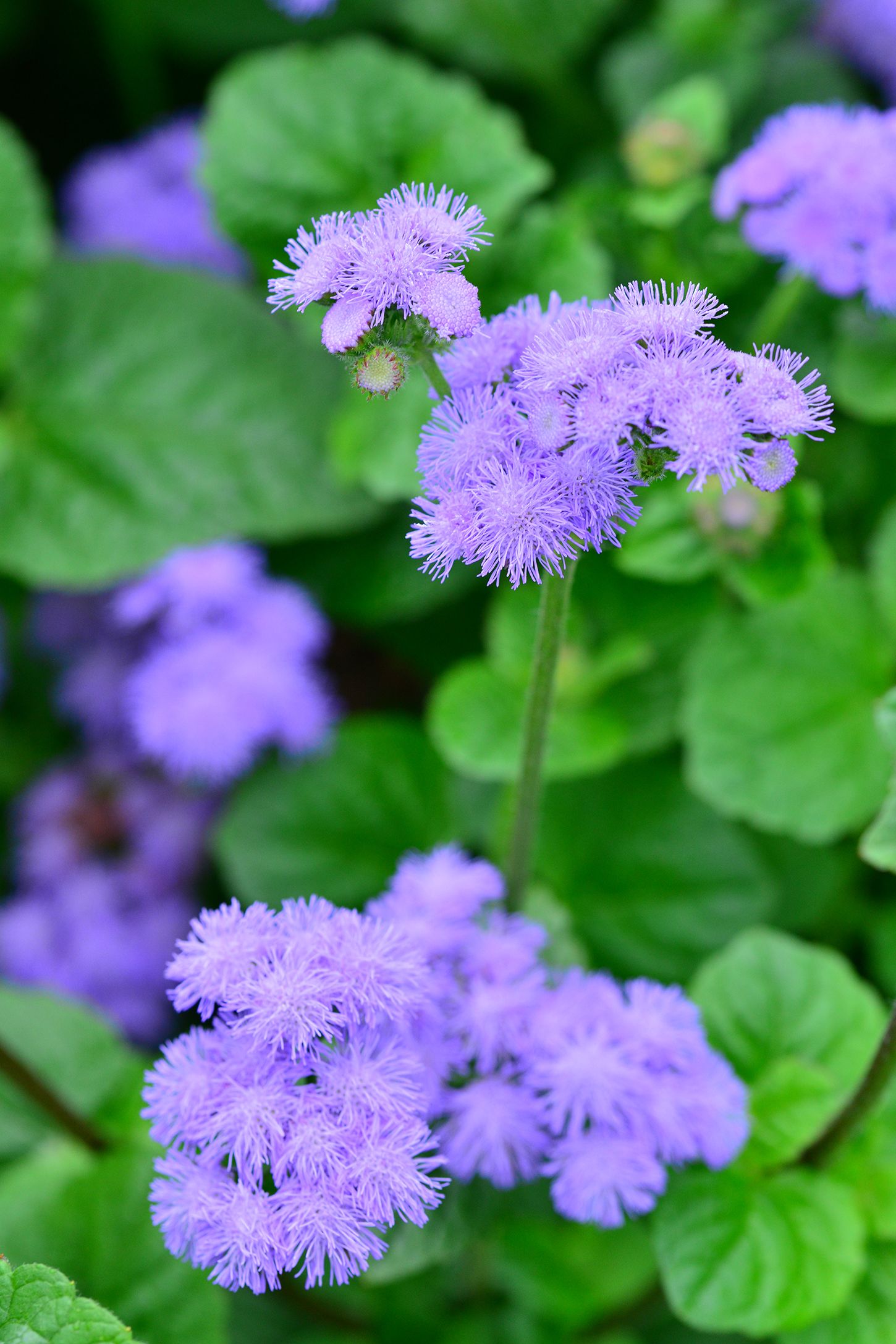 12 Plants That Mosquitoes - Natural Mosquito Repellents