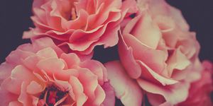 Flower, Garden roses, Pink, Petal, Rose, Floribunda, Rosa × centifolia, Rose family, Cut flowers, Red, 