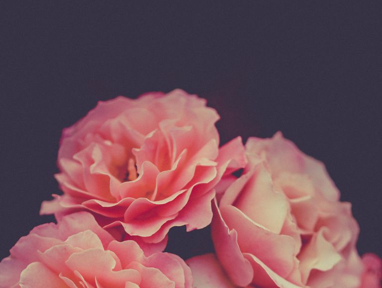 Flower, Garden roses, Pink, Petal, Rose, Floribunda, Rosa × centifolia, Rose family, Cut flowers, Red, 