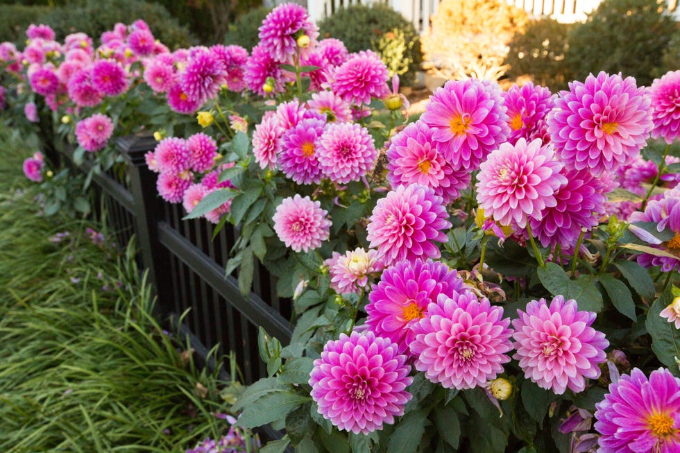 dahlia flower bed ideas