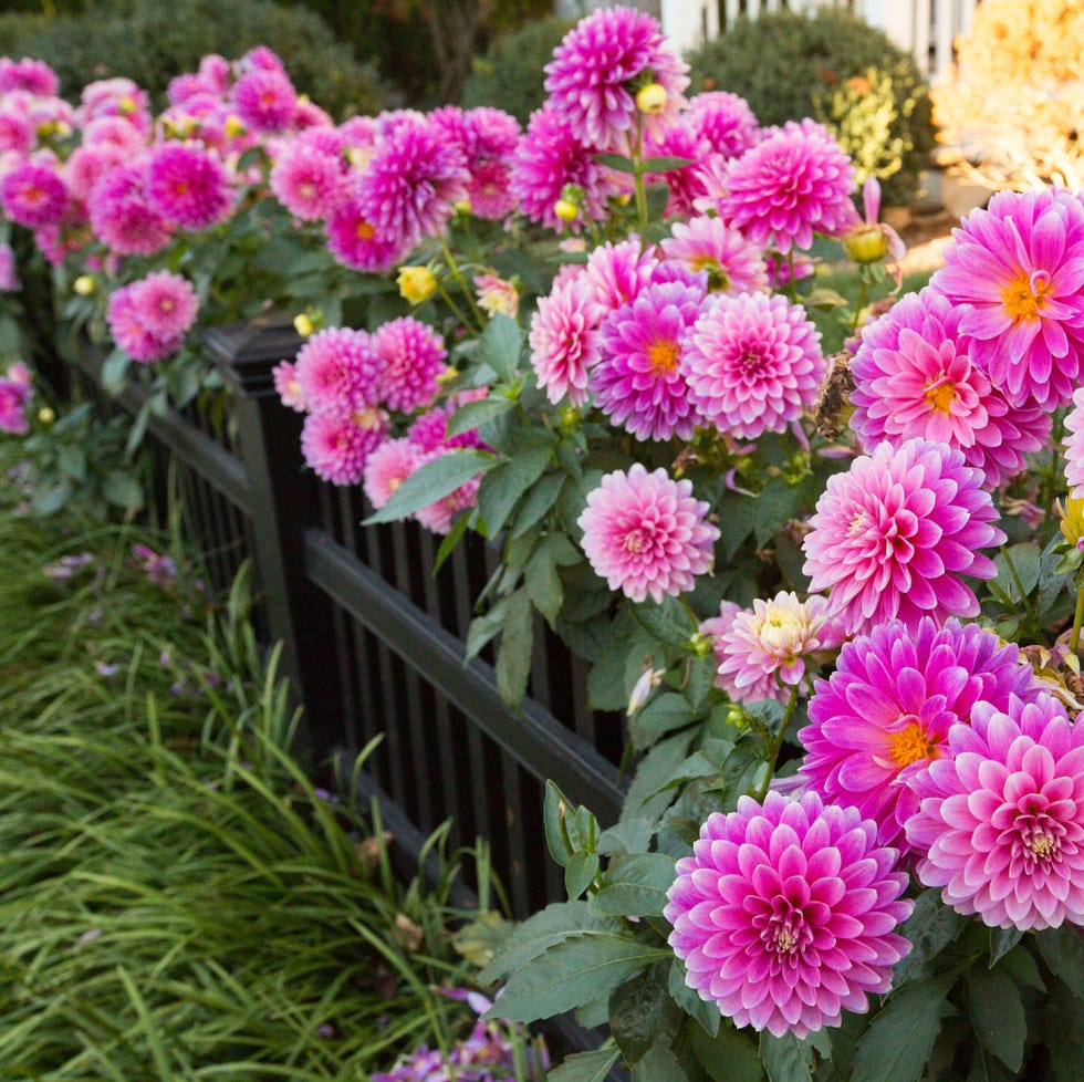 flower bed ideas dahlia flower bed ideas