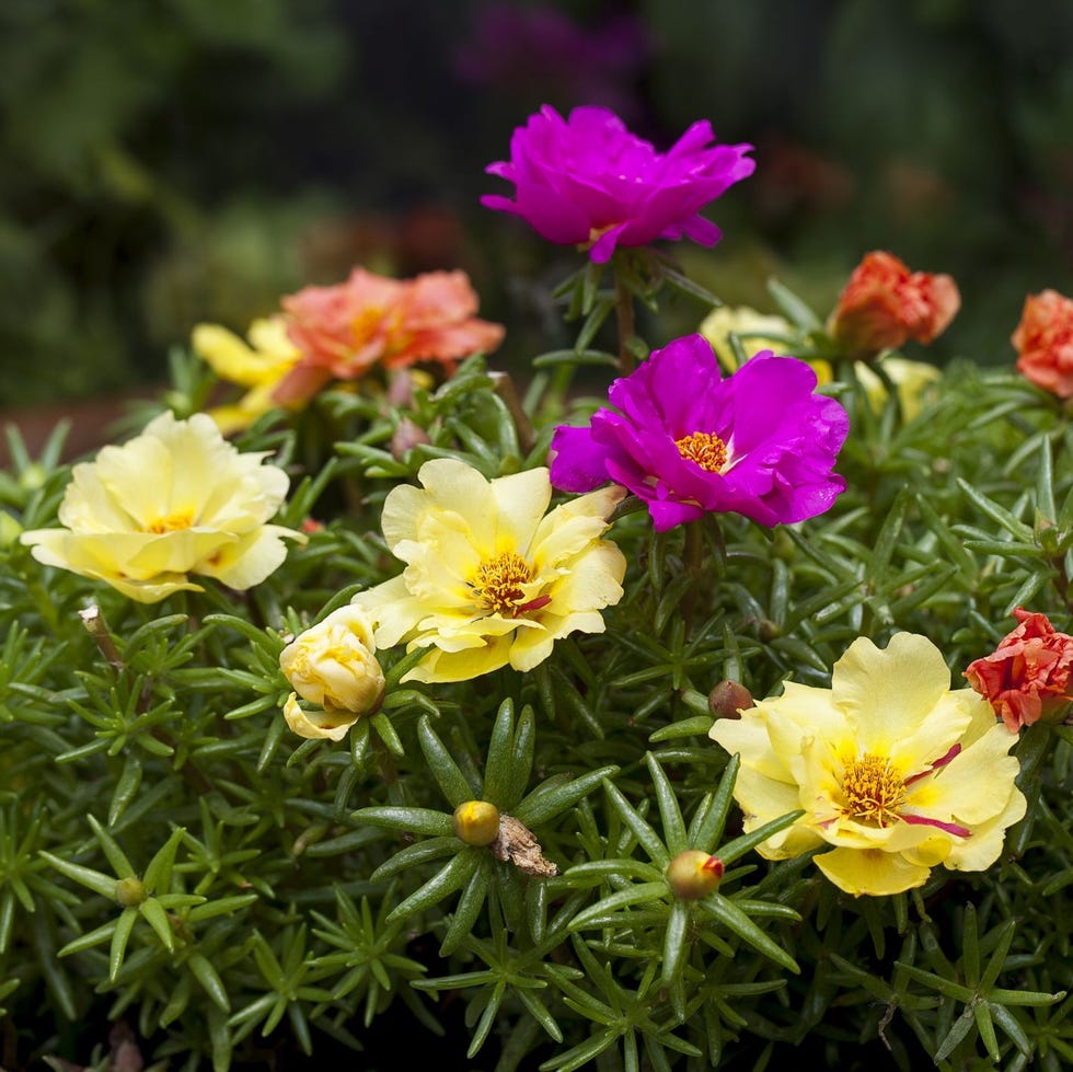flower bed ideas flower bed ideas pollinators