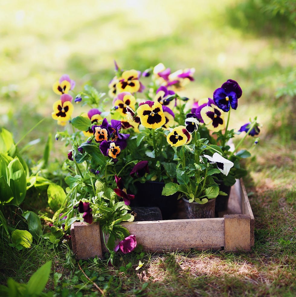 flower bed ideas garden flower bed