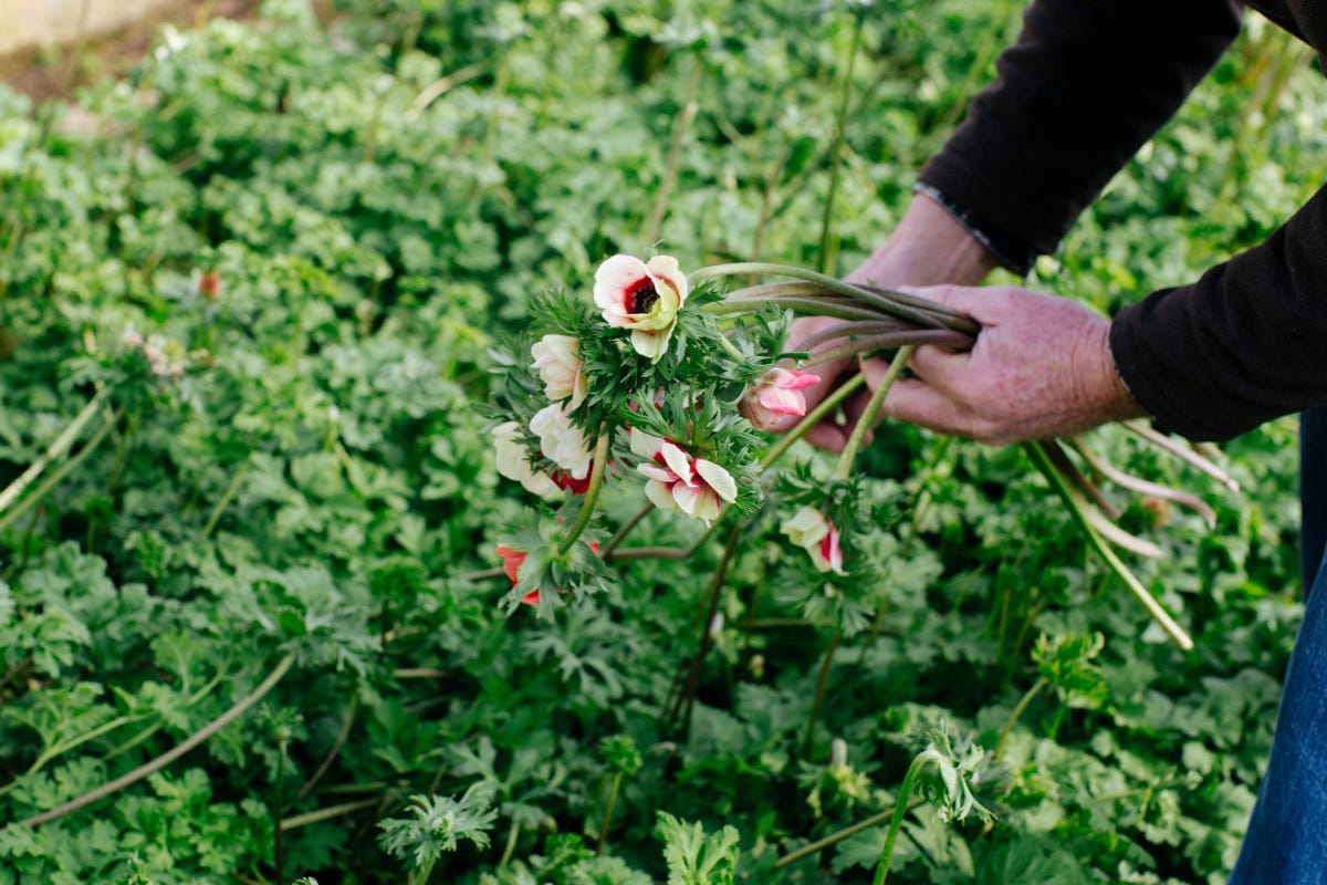 NYC Flower Delivery Video Flower Farms