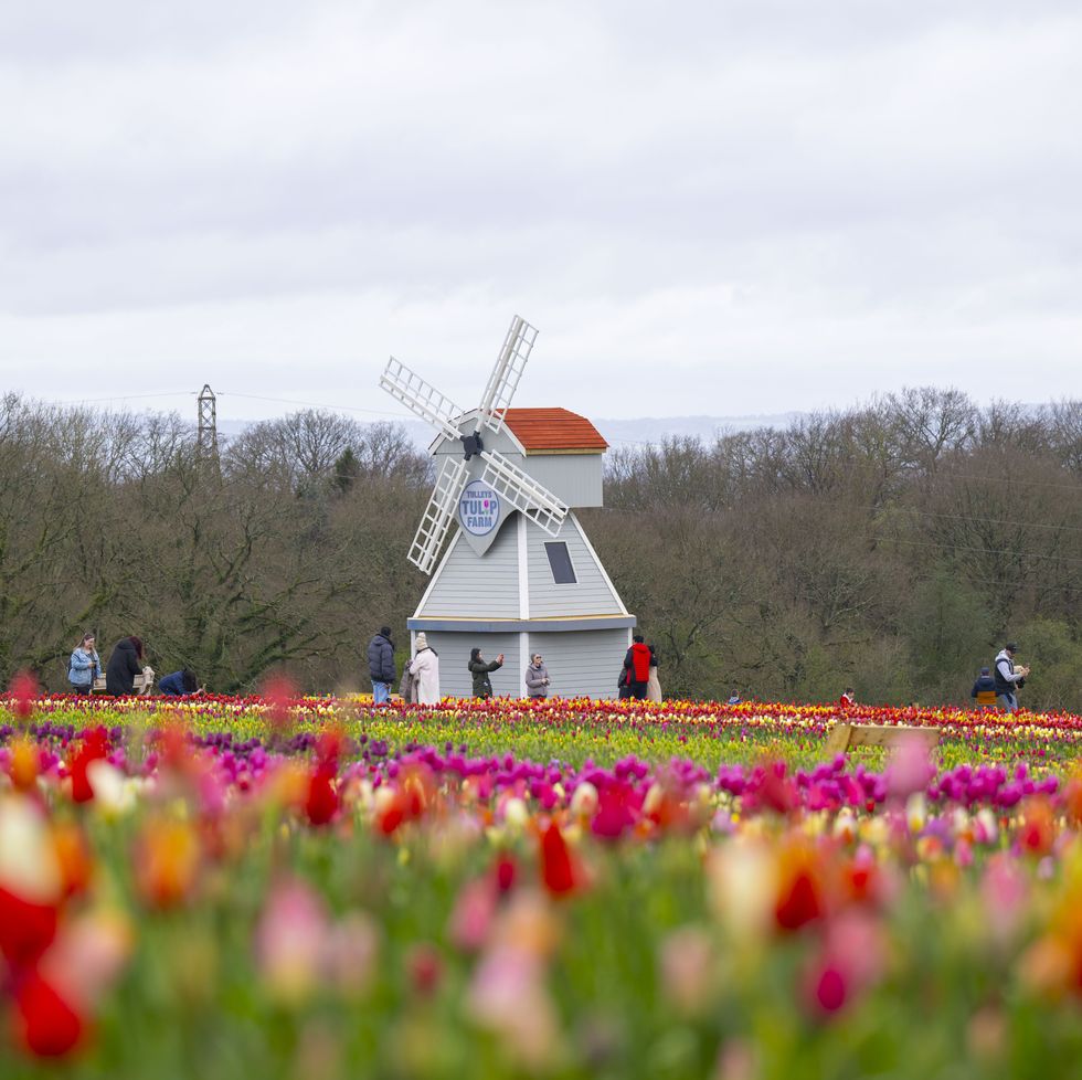 tulips growing in a sussex flower field with a white windmill in the background
