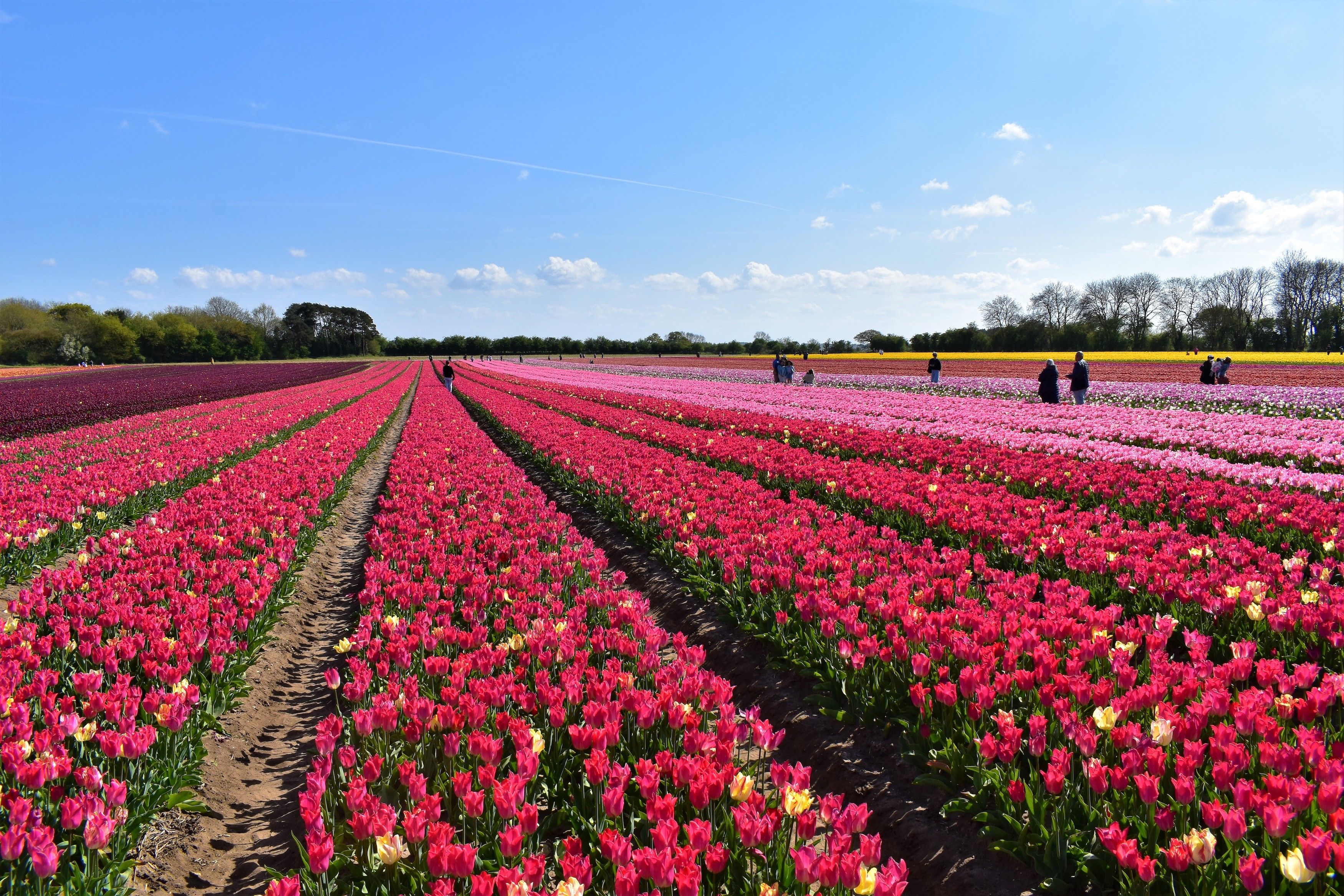 The best UK flower fields for a picture-perfect day out