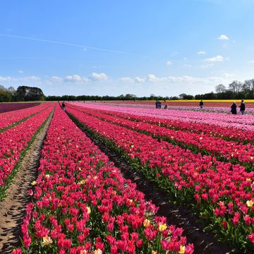 a flower field of tulips in norfolk