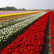 dutch flower fields in full bloom