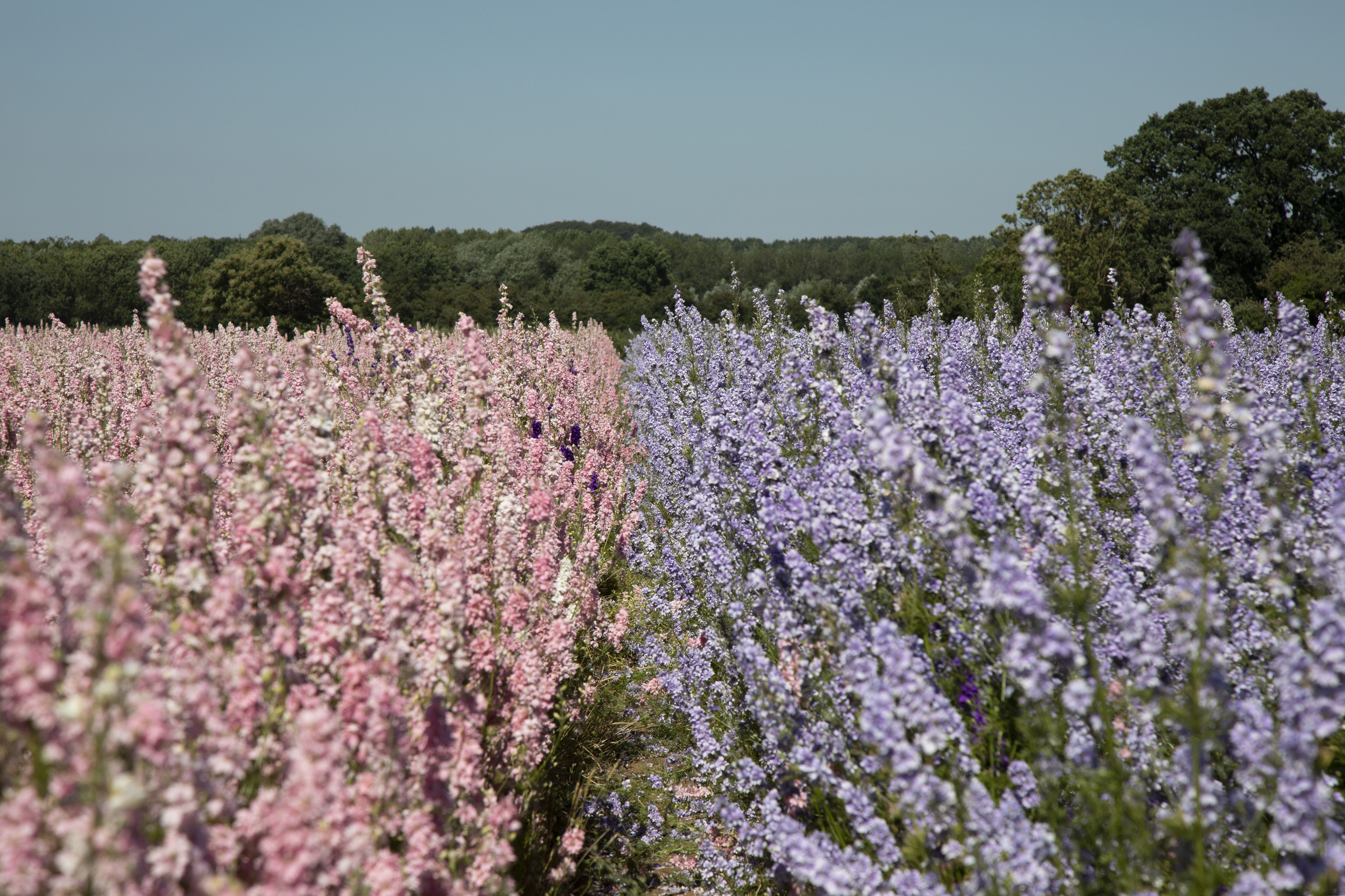 The Confetti Flower Field Open Days - Cotswolds