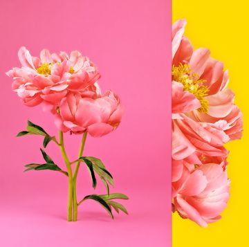 flower meanings pink and yellow flower composite
