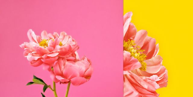 Flower Types Guide - What Do Flower Types Mean And How To Identify Them