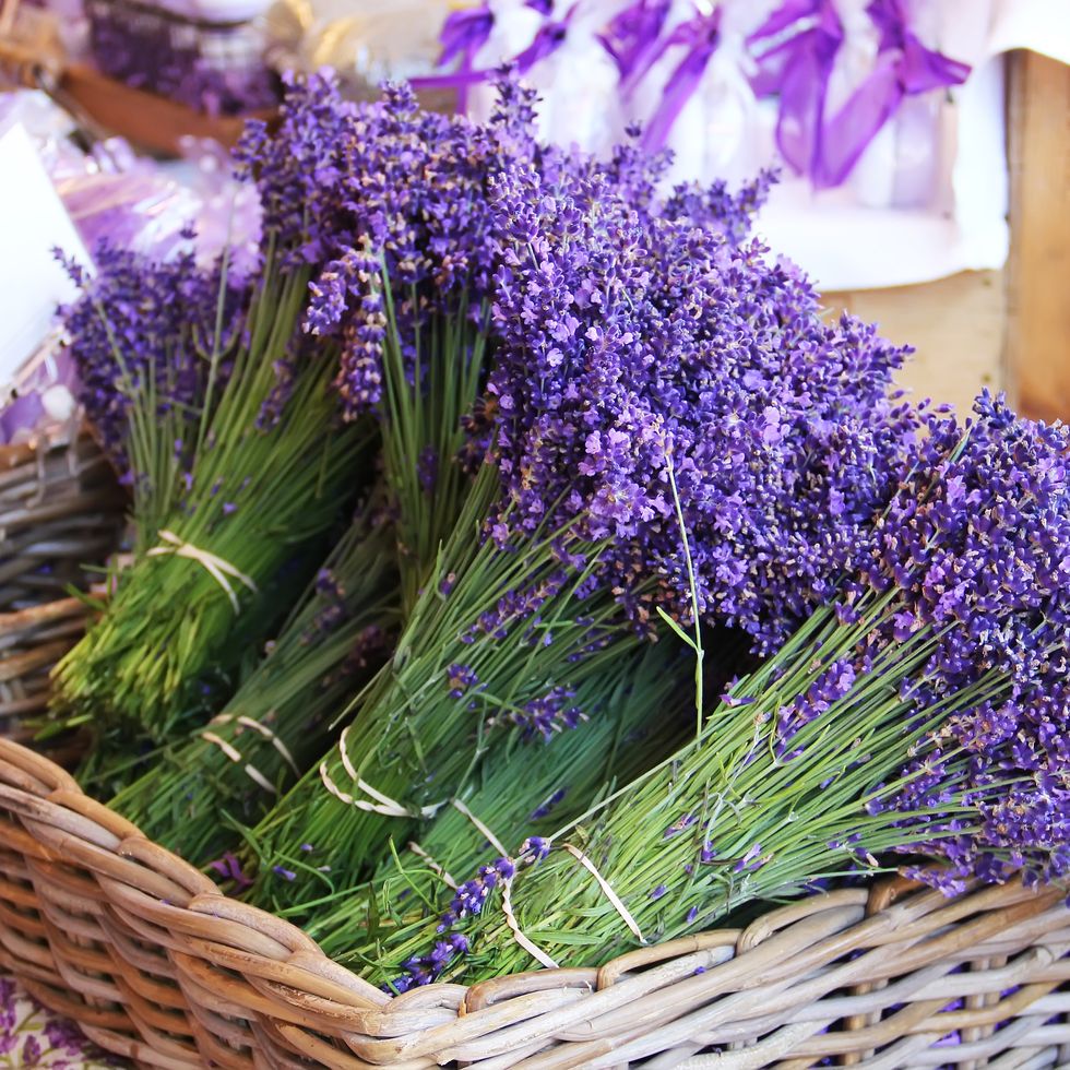 flower meanings lavender