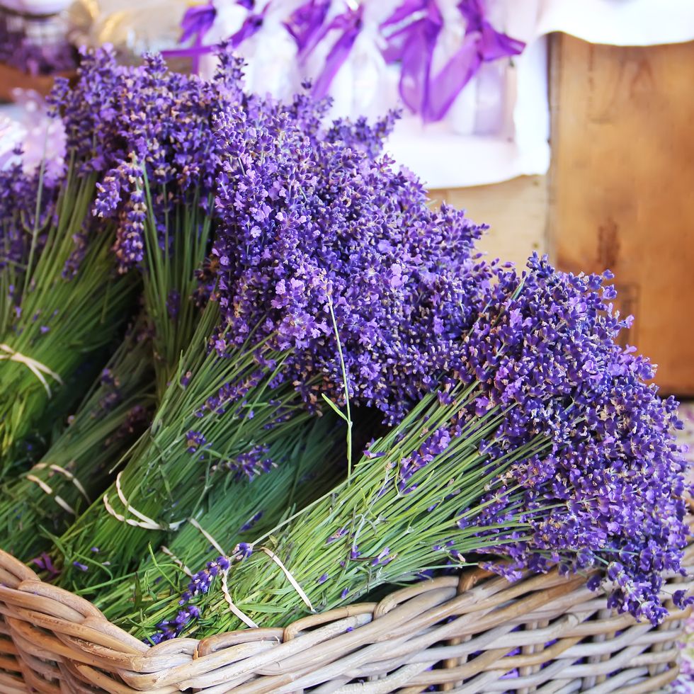 flower meanings lavender
