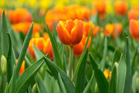 flower meanings, close up of flowerbed with orange tulips