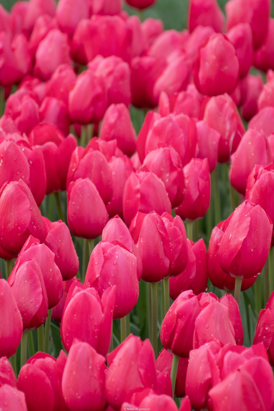 tulipanes rosas significado flores