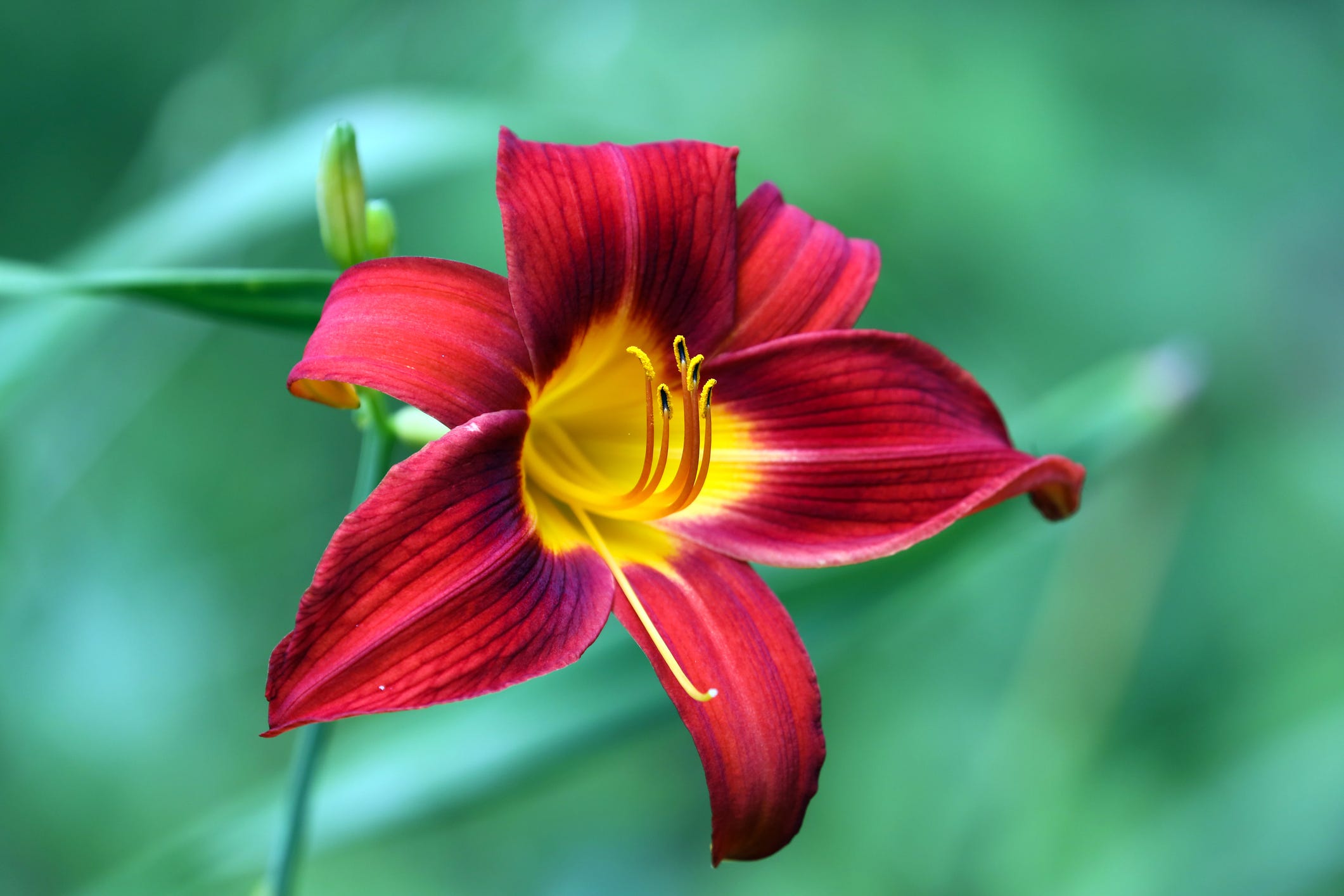 Flower Names And Meanings flower-names-and-meanings