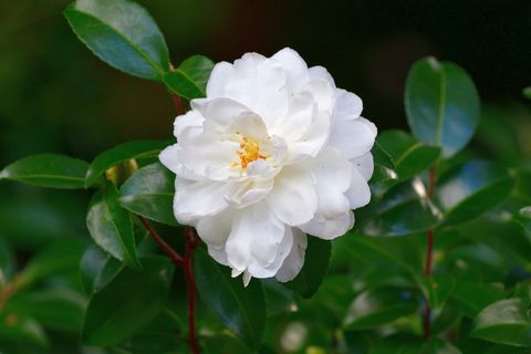 flower meanings, white camellia