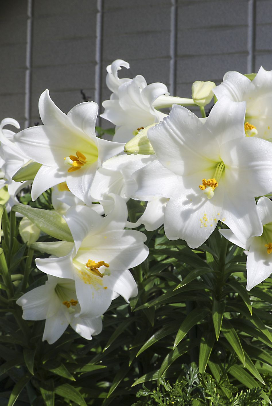 lirio blanco significado flores
