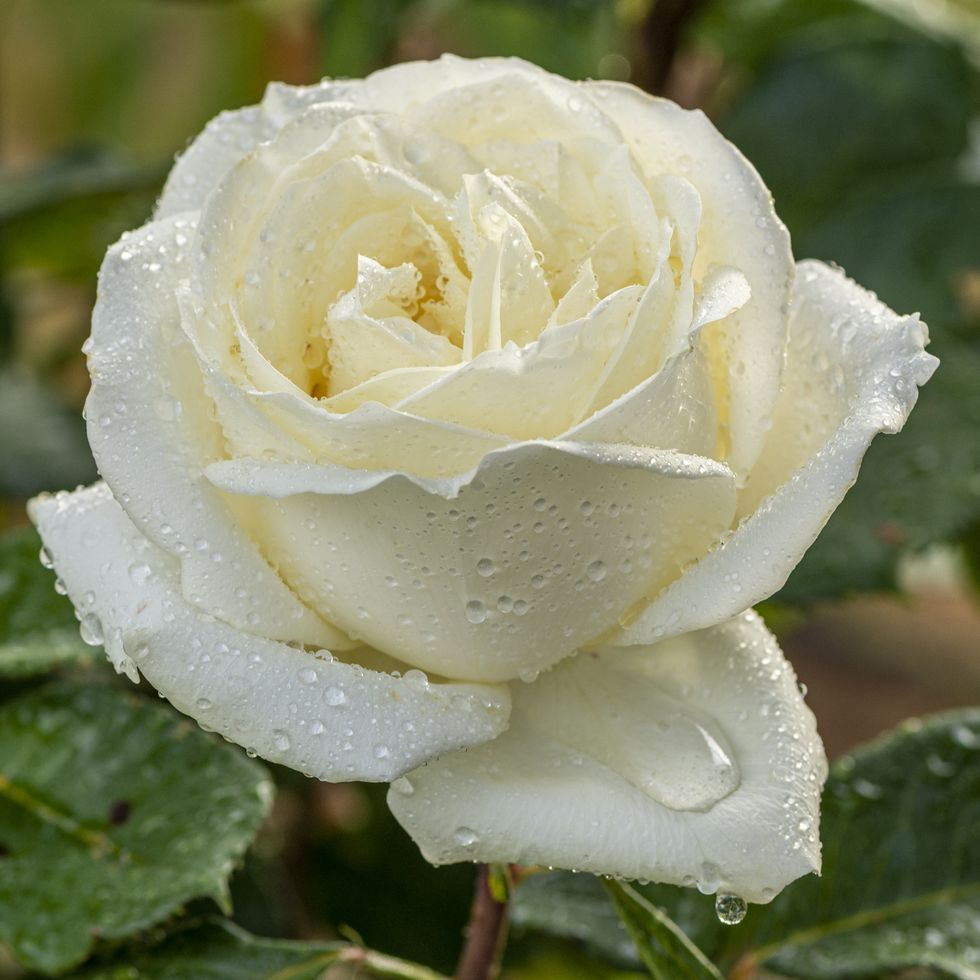 flower meanings white rose