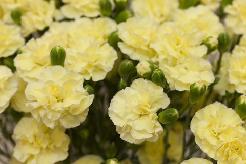 flower meanings, close up of yellow carnations