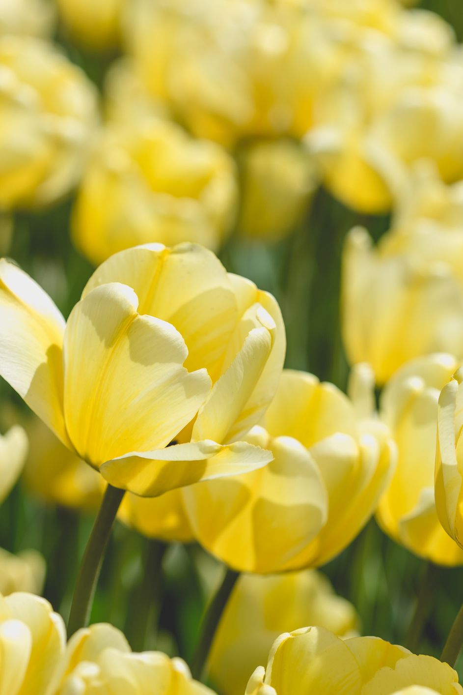 tulipanes amarillos significado flores