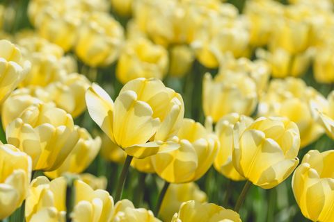 flower meanings, close up of yellow tulips blooming outdoors