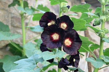 flower of alcea rosea nigra, known as black hollyhock used as medicinal herb