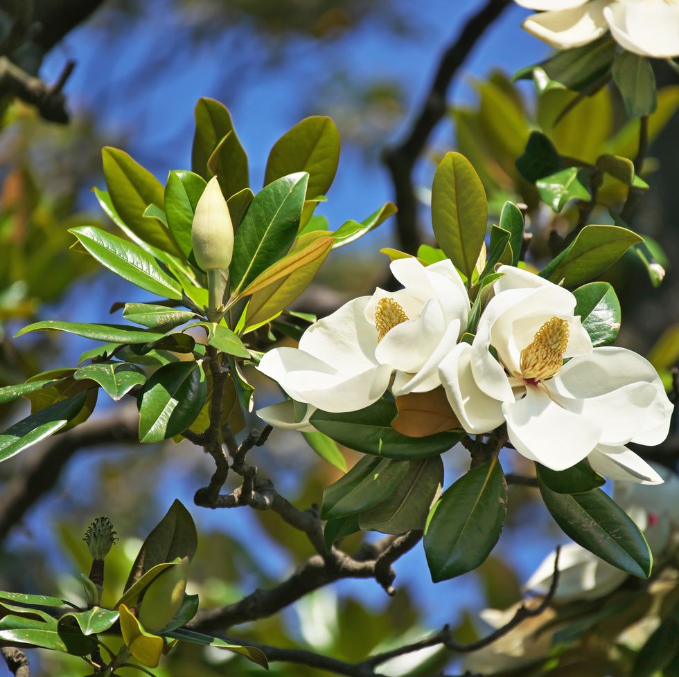 flower of the magnolia grandiflora with dark green leaves