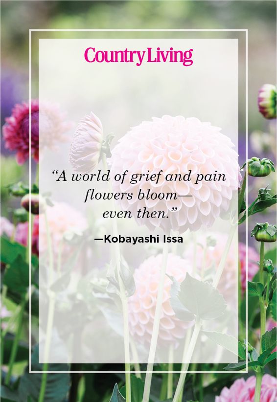 kobayashi issa quote about flowers