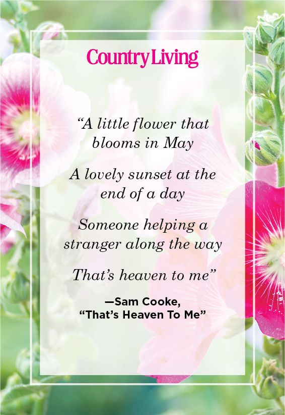 excerpt from sam cooke's song that's heaven to me about a little flower that blooms