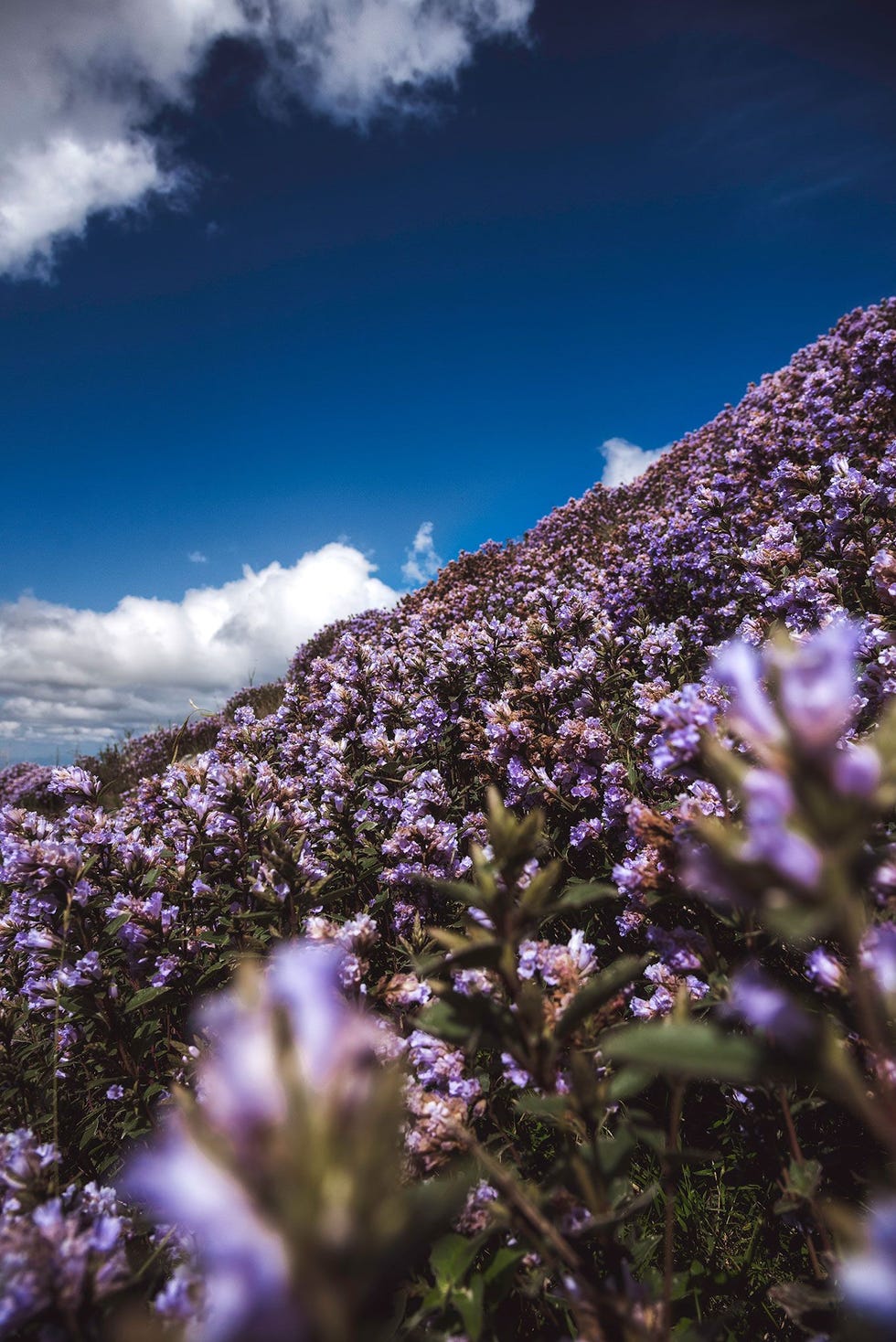Een helling is bedekt met een paars kleed van Strobilanthes kunthianus