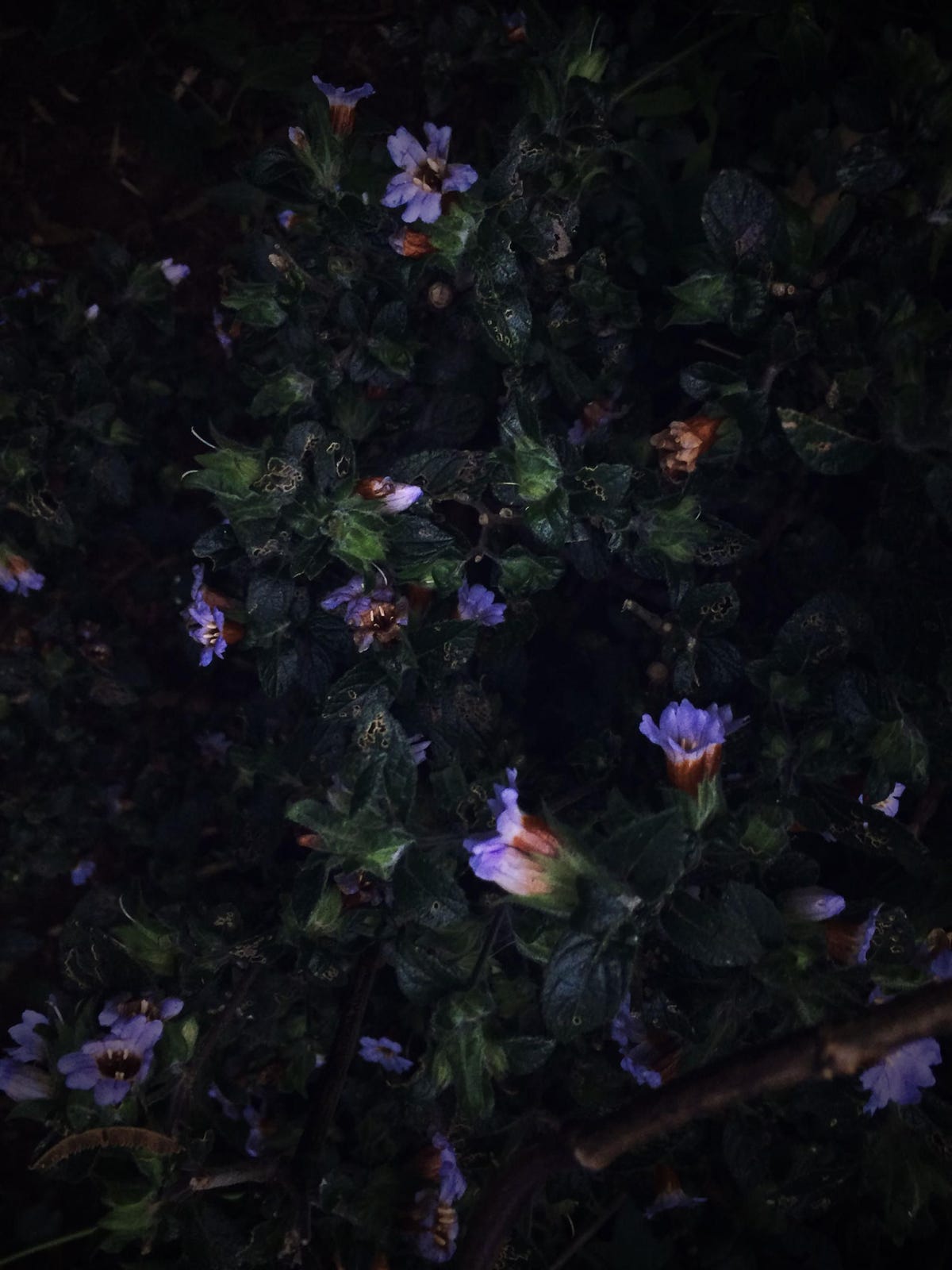 De heester Strobilanthes kunthianus groeit vrijwel uitsluitend in het heuvelachtige Sholagrasland van het ZuidIndiase gebergte WestGhats Maar het voortbestaan van de plant wordt bedreigd