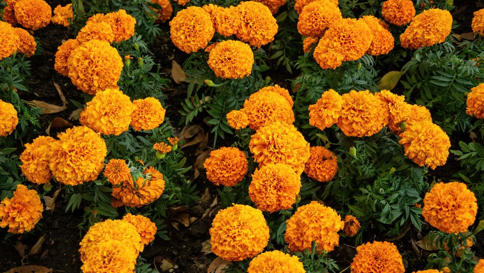 flowerbed of marigolds in bloom