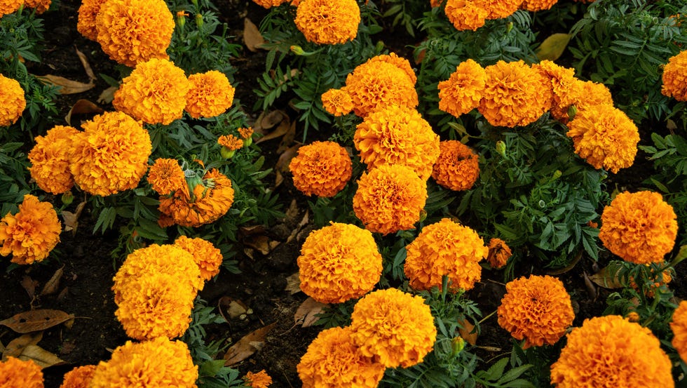 flowerbed of marigolds in bloom