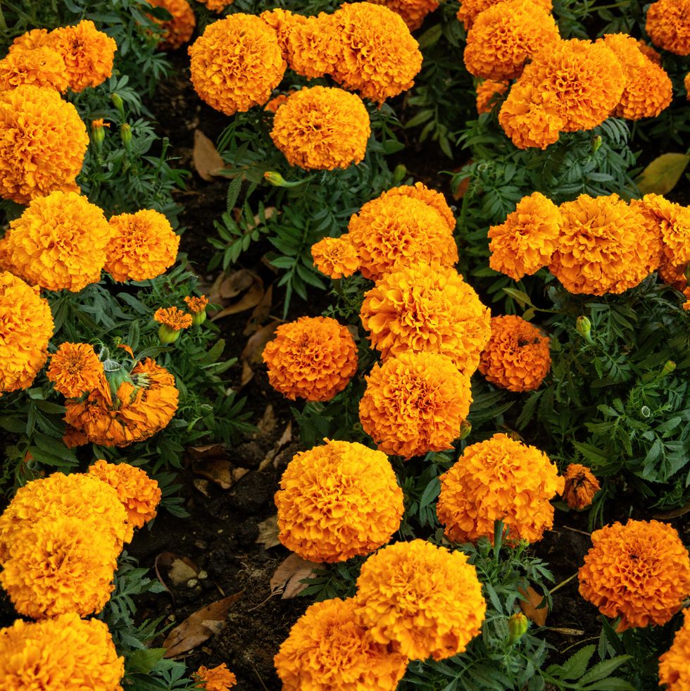 orange flowers marigolds