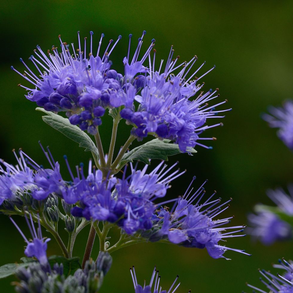 flowering beard flower, variety 'grand blue', caryopteris clandonensis