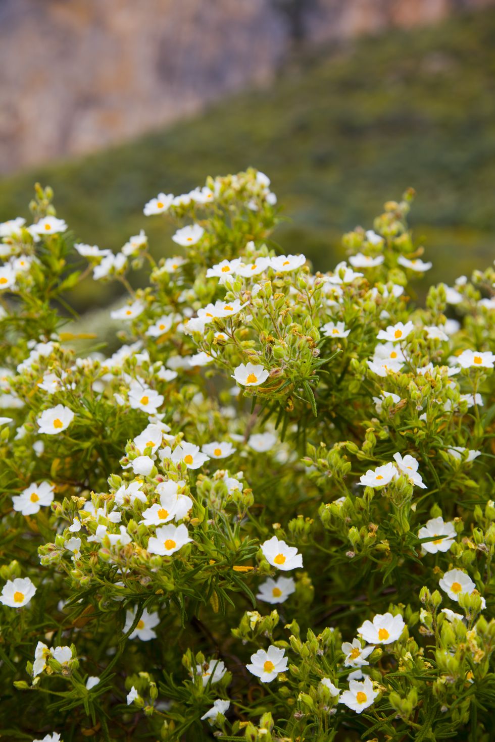flowering cistus along the coast, pedra longa