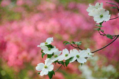 flowering dogwood blossoms