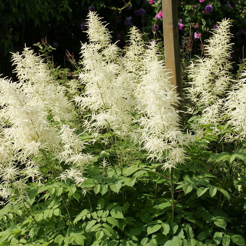 flowering goat´s beard (aruncus dioicus)