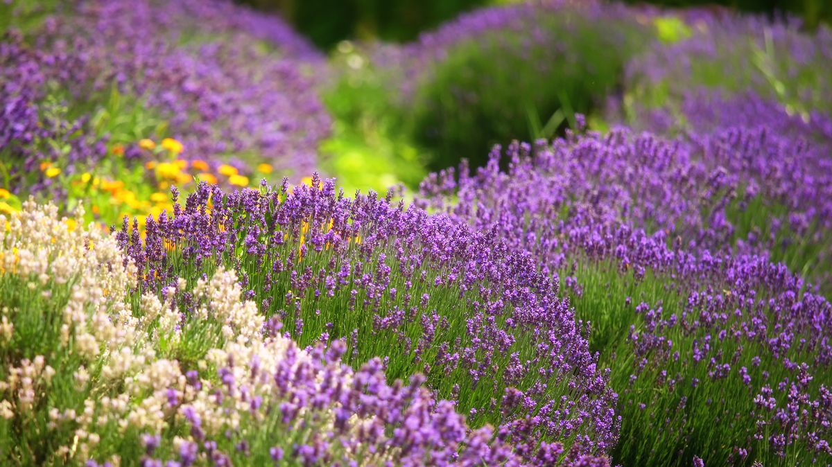 8 Best Flowering Herbs - Blooming Herbs with Flowers