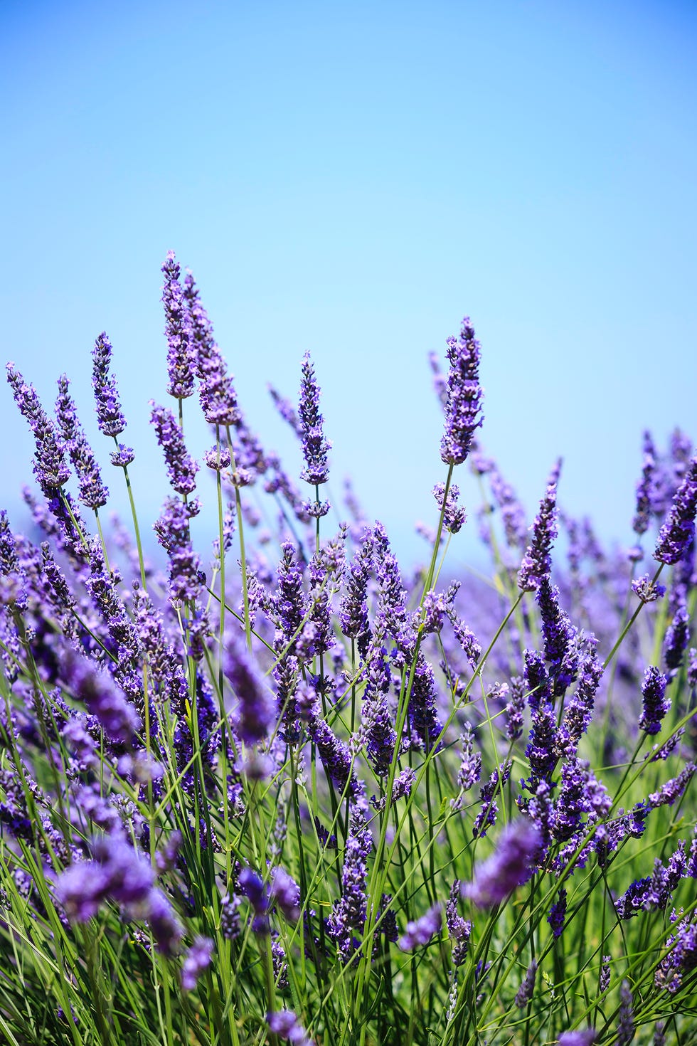 flowering herbs lavender